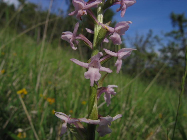 Gymnadenia conopsea